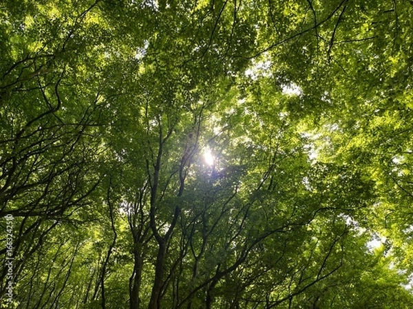 Fototapeta sun shining through the trees