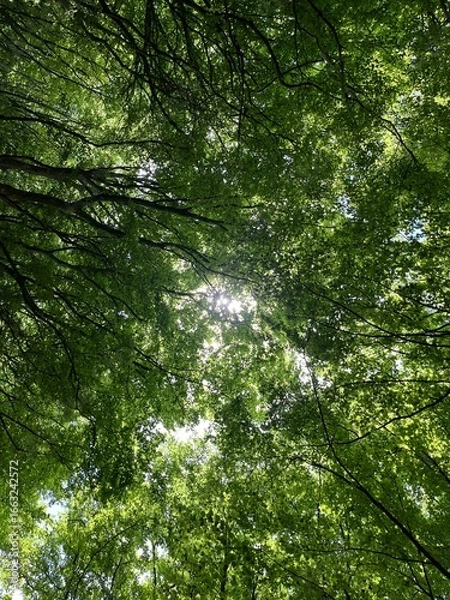 Fototapeta green forest background