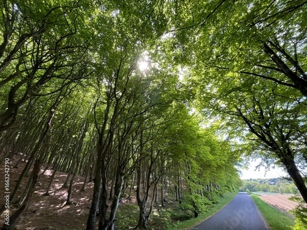 Fototapeta road through the forest