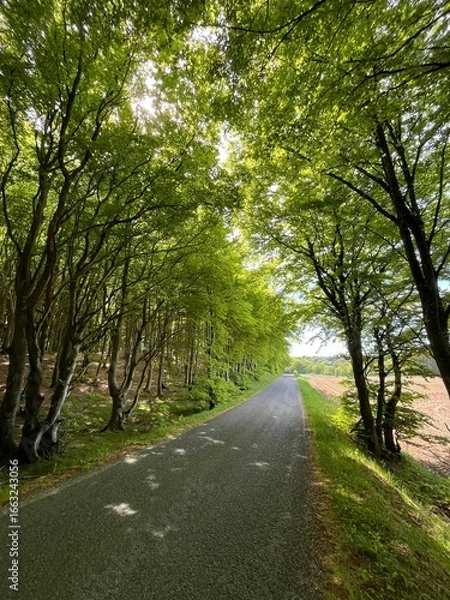 Fototapeta road through the forest