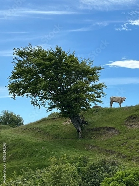 Fototapeta lonely cow on the hill