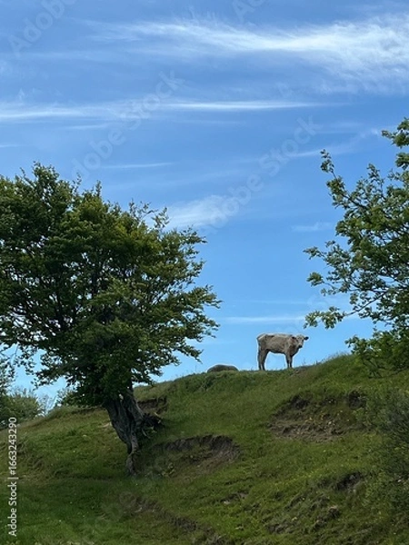 Fototapeta lonely cow on the hill
