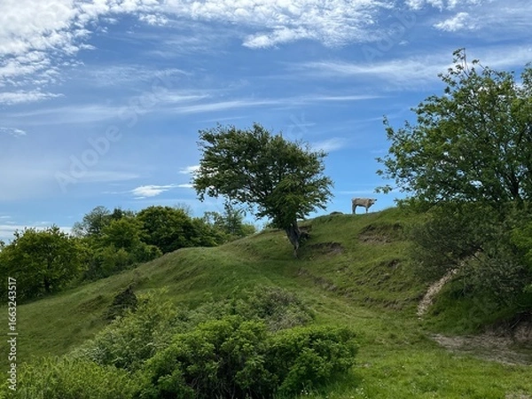 Fototapeta lonely cow on the hill
