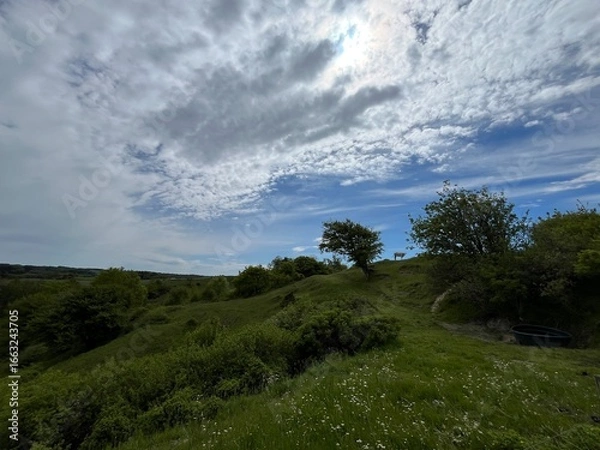 Fototapeta lonely cow on the hill