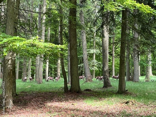Fototapeta red deers in the forest