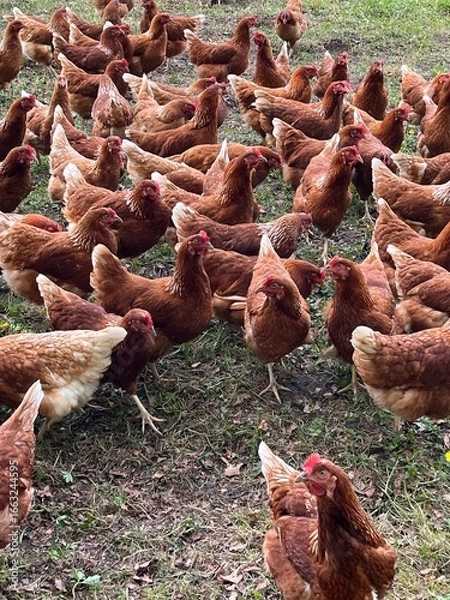 Fototapeta free range chickens