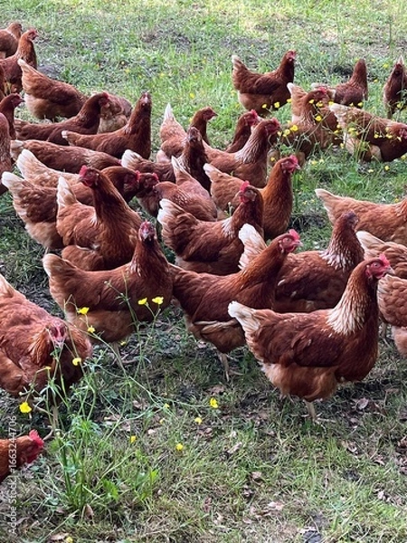 Fototapeta chickens on the grass