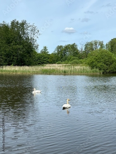 Fototapeta swans on the lake