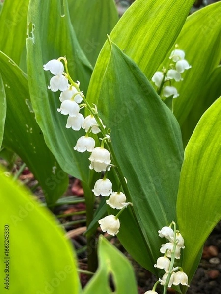 Fototapeta lily of the valley