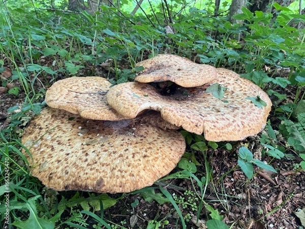 Fototapeta mushrooms in the forest