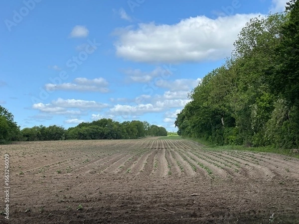 Fototapeta rows of potatoes in a field