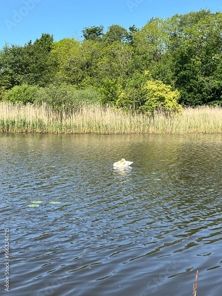 Fototapeta swan on the lake
