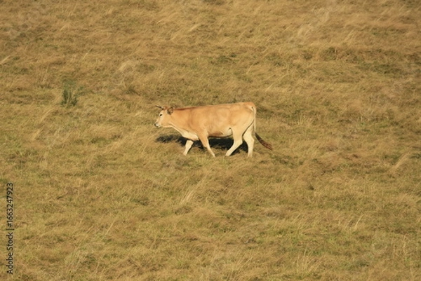 Obraz cows in the field