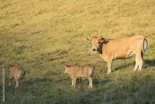 Obraz cows in the field