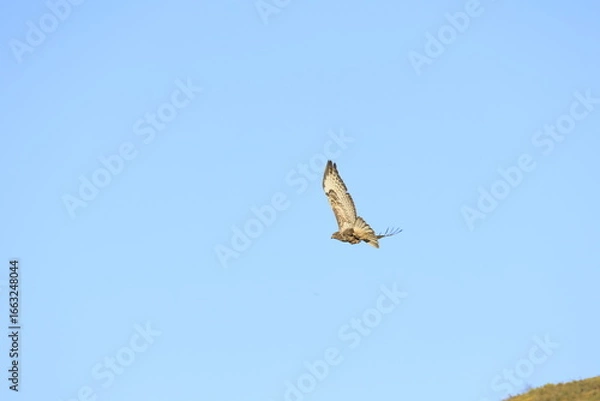 Obraz hawk in flight