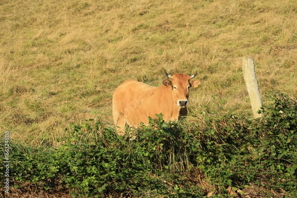 Obraz cows in the field