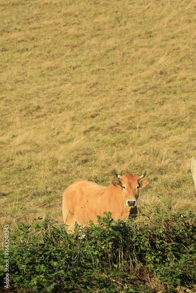 Obraz cow in the field