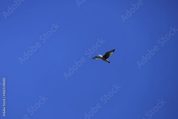 Obraz birds in flight