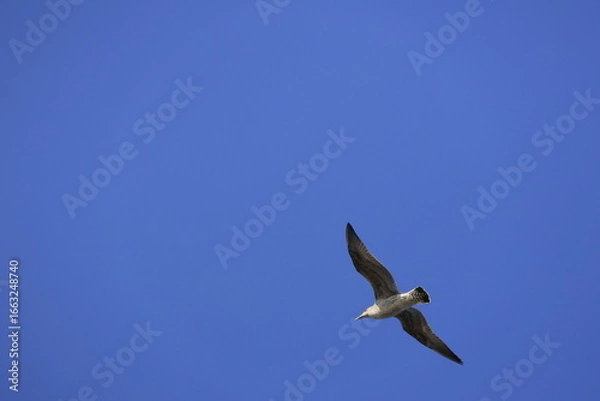 Obraz seagull in flight