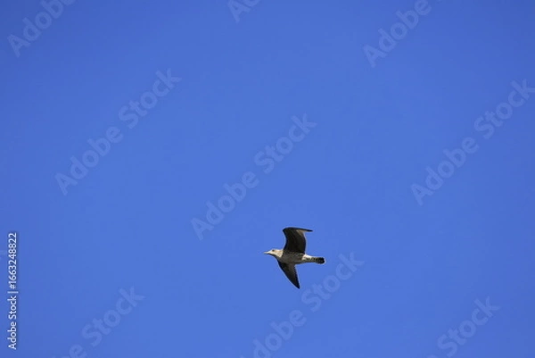 Obraz seagull in flight