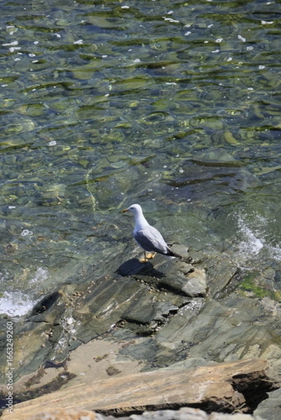 Obraz seagull on rock