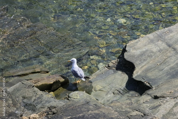 Obraz seagull on rock