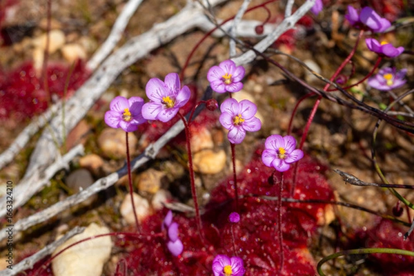 Fototapeta The rare pink flowering form of Drosera aff. alba in natural habitat