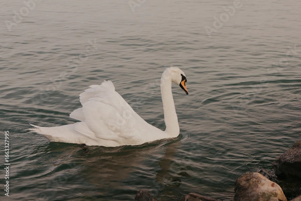 Obraz Graceful White Swan Swimming on Calm Lake