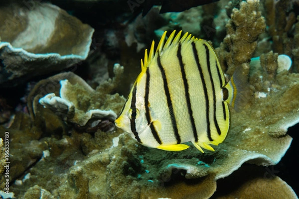 Fototapeta Falterfisch am Korallenriff
