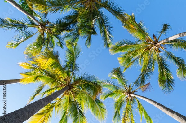 Fototapeta Looking up at palm trees
