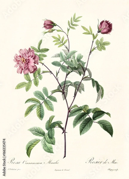 Obraz Old illustration of Rosa cimmamomea majalis. Created by P. R. Redoute, published on Les Roses, Imp. Firmin Didot, Paris, 1817-24