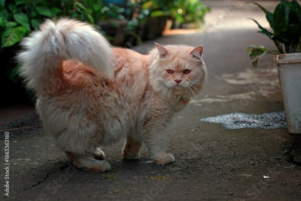 Obraz A single cat walking lonely