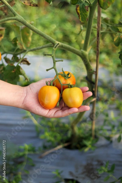 Fototapeta A photo of a hand holding a tomato still on the tree. The tomato looks very fresh.