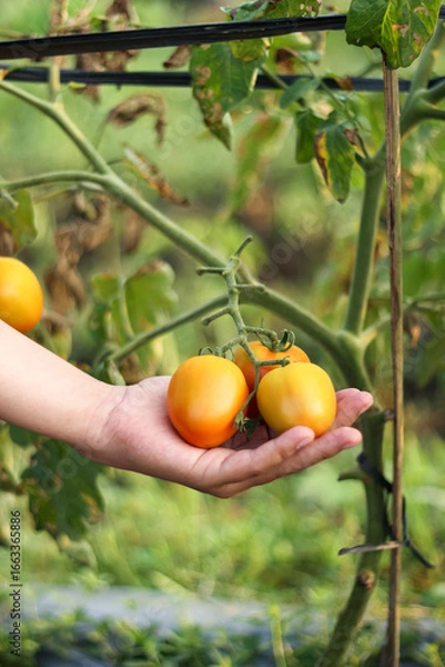 Fototapeta A photo of a hand holding a tomato still on the tree. The tomato looks very fresh.