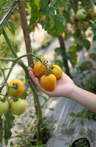 Fototapeta A photo of a hand holding a tomato still on the tree. The tomato looks very fresh.