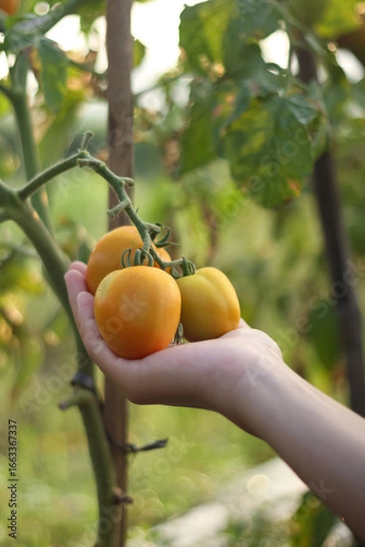 Fototapeta A photo of a hand holding a tomato still on the tree. The tomato looks very fresh.