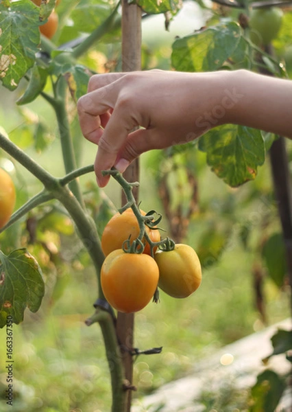 Obraz A photo of a hand holding a tomato still on the tree. The tomato looks very fresh.