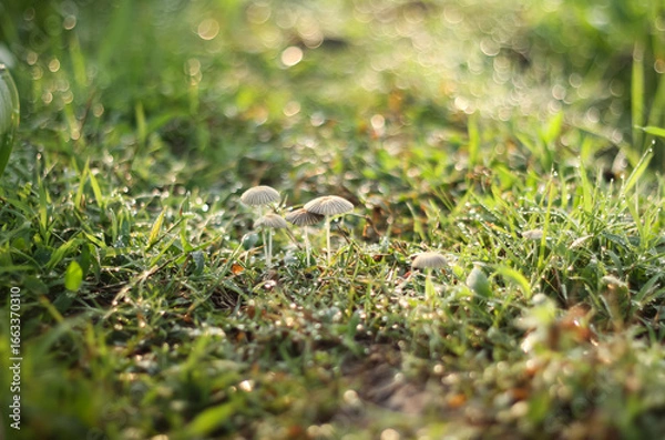 Fototapeta Photo of Parasola plicatilis mushroom in the morning, filled with very fresh dew drops.