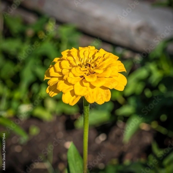 Obraz Bright yellow flower in garden