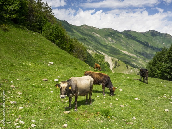 Fototapeta landscape with cows