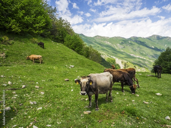 Fototapeta landscape with cows