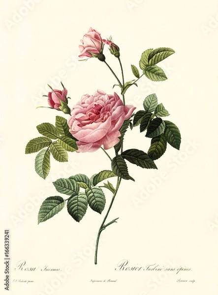 Fototapeta Stara ilustracja Rosa inermis. Stworzone przez P. R. Redoute, opublikowane w Les Roses, Imp. Firmin Didot, Paryż, 1817-24