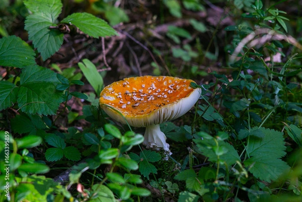 Fototapeta Насыщенный зрелый мухомор(красный гриб) в уральской тайге. Август 2025 год.