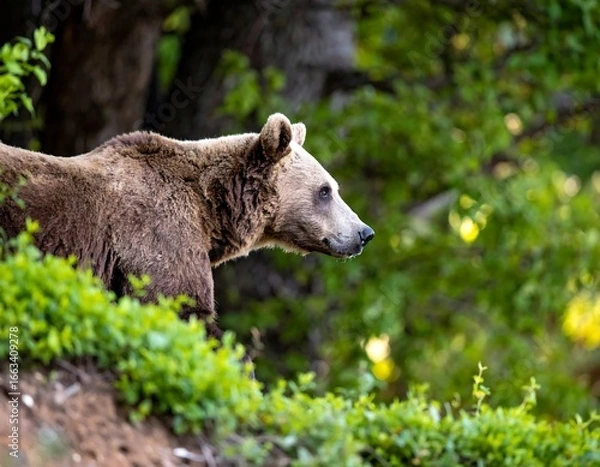Obraz Brown bear in forest (1)