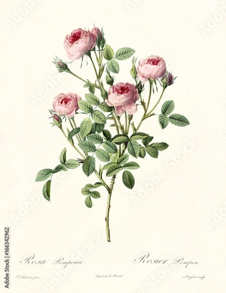 Obraz Old illustration of Rosa pomponia. Created by P. R. Redoute, published on Les Roses, Imp. Firmin Didot, Paris, 1817-24