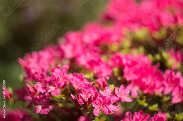 Obraz kwiaty w ogrodzie z tłem bokeh