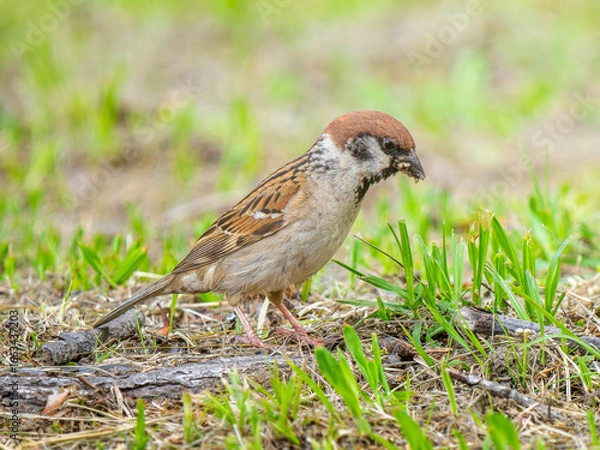 Fototapeta 地面を歩くスズメ