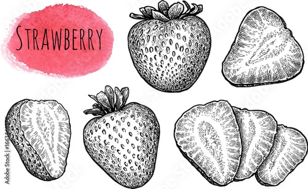 Fototapeta Strawberry ink sketch