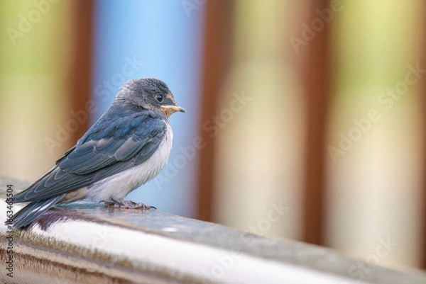 Obraz 手すりにとまるツバメ