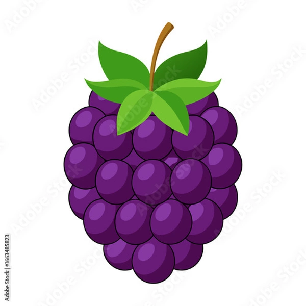 Fototapeta vector illustration of marionberry fruit